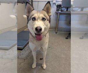 Siberian Husky Dogs for adoption in Camarillo, CA, USA