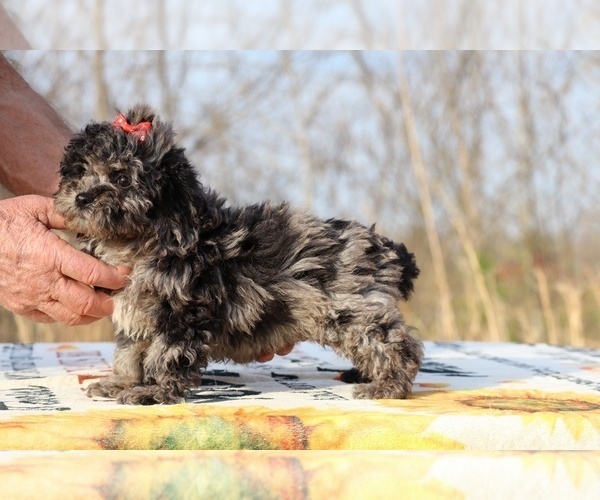Medium Photo #23 ShihPoo Puppy For Sale in DYERSBURG, TN, USA