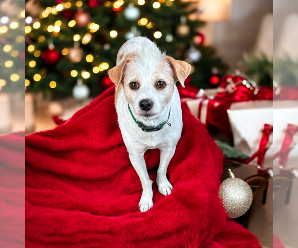 Medium Photo #1 Mutt Puppy For Sale in Vail, AZ, USA