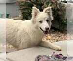 Small #1 Siberian Husky Mix
