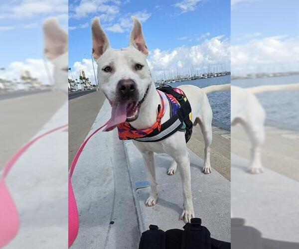 Medium Photo #1 American Pit Bull Terrier Puppy For Sale in Corpus Christi, TX, USA