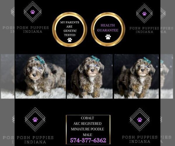 Medium Photo #64 Poodle (Toy) Puppy For Sale in WARSAW, IN, USA