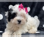 Small Photo #12 Maltipoo Puppy For Sale in LAKELAND, FL, USA
