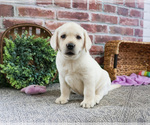 Small #8 Labrador Retriever