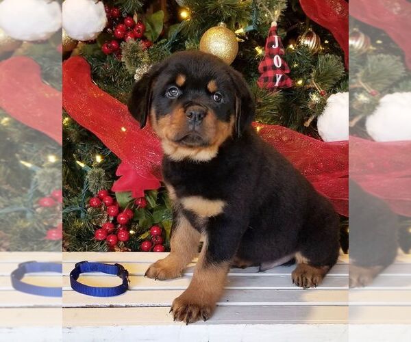 Medium Photo #7 Rottweiler Puppy For Sale in PINE GROVE, PA, USA