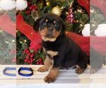 Small Photo #7 Rottweiler Puppy For Sale in PINE GROVE, PA, USA
