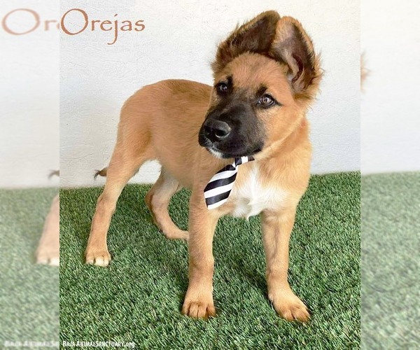 Medium Photo #1 Mutt Puppy For Sale in San Diego, CA, USA
