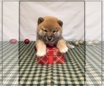 Small Photo #3 Shiba Inu Puppy For Sale in FULTON, MO, USA