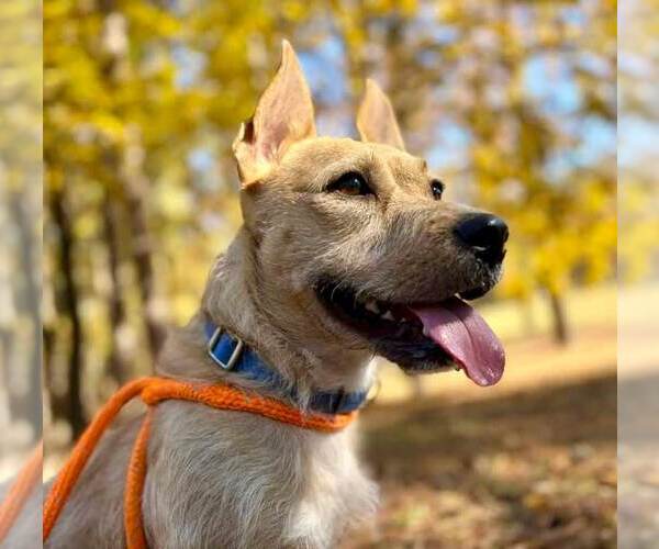 Medium Photo #6 Mutt Puppy For Sale in Kennesaw, GA, USA