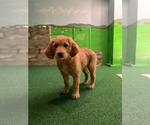 Small #4 Goldendoodle