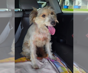 Mutt Dogs for adoption in Newport Beach, CA, USA