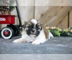 Small Photo #12 Shih Tzu Puppy For Sale in GREENWICH, OH, USA