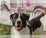 Small #2 Labrador Retriever-Treeing Walker Coonhound Mix