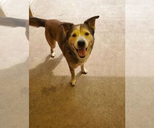 Patch - Male Siberian Husky-Unknown Mix Dog for Adoption - Photo #21