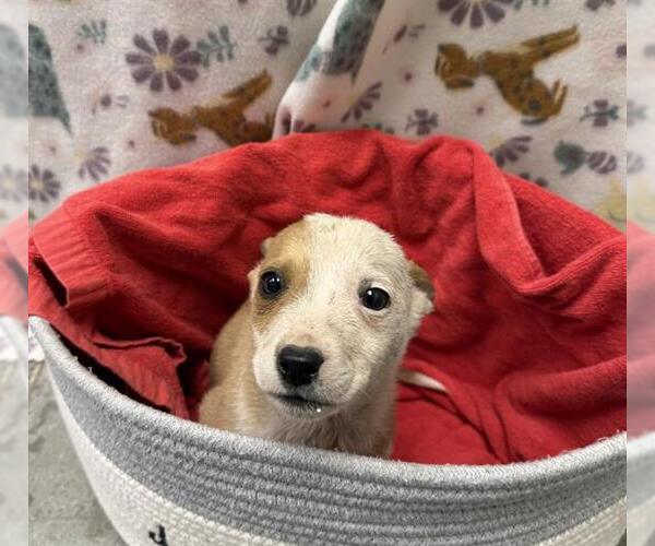 Medium Photo #1 Collie-Unknown Mix Puppy For Sale in Rosenberg, TX, USA