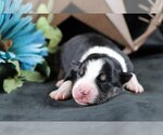 Puppy Tommy Australian Shepherd