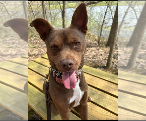 Medium Photo #4 Mutt Puppy For Sale in Linton, IN, USA
