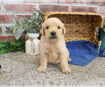 Small #7 Golden Retriever