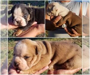 Olde English Bulldogge Puppy for sale in DENVER CITY, TX, USA