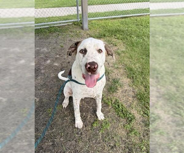 Medium Photo #2 Labrador Retriever-Unknown Mix Puppy For Sale in Corpus Christi, TX, USA