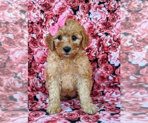 Goldendoodle Puppy for sale in NOTTINGHAM, PA, USA