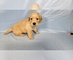 Puppy Luanne Golden Retriever