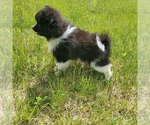 Small Photo #3 Pomeranian Puppy For Sale in SAINT PAUL, MN, USA