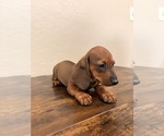 Small #4 Dachshund