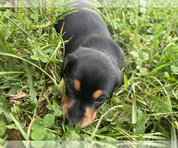 Medium Photo #32 Dachshund Puppy For Sale in MONONA, IA, USA