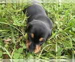 Small Photo #32 Dachshund Puppy For Sale in MONONA, IA, USA