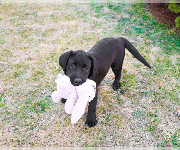 Medium Photo #5 Labrador Retriever Puppy For Sale in SYRACUSE, IN, USA