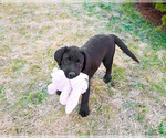 Small #4 Labrador Retriever