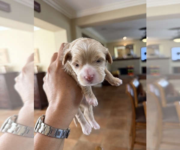 Medium Photo #2 Maltipoo (Toy) Puppy For Sale in CARLSBAD, CA, USA