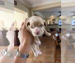 Goldie - Female Maltipoo (Toy) Puppy for Sale - Photo #2