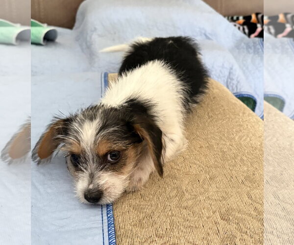 Medium Photo #2 Parson Russell Terrier-Unknown Mix Puppy For Sale in Phoenix, AZ, USA