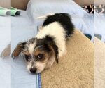 Small #1 Parson Russell Terrier Mix