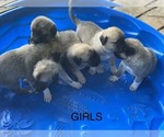 Small Photo #2 Anatolian Shepherd Puppy For Sale in IVA, SC, USA