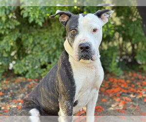 American Bulldog-Unknown Mix Dogs for adoption in Tavares, FL, USA
