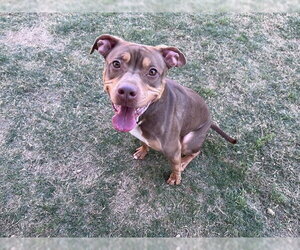 STAR - Female Mutt Dog for Adoption - Photo #3