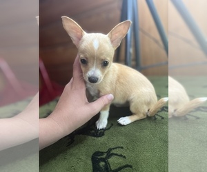 Chihuahua Puppy for Sale in SAINT AUGUSTINE, Florida USA