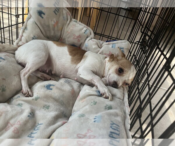 Medium Photo #4 Chihuahua Puppy For Sale in The Woodlands, TX, USA