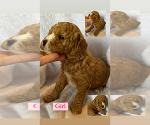 Goldendoodle Puppy for sale in EASTMAN, GA, USA