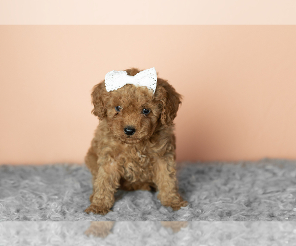 Medium Photo #1 Cavapoo mix (+ Poodle Miniature) Puppy For Sale in MILLERSBURG, IN, USA