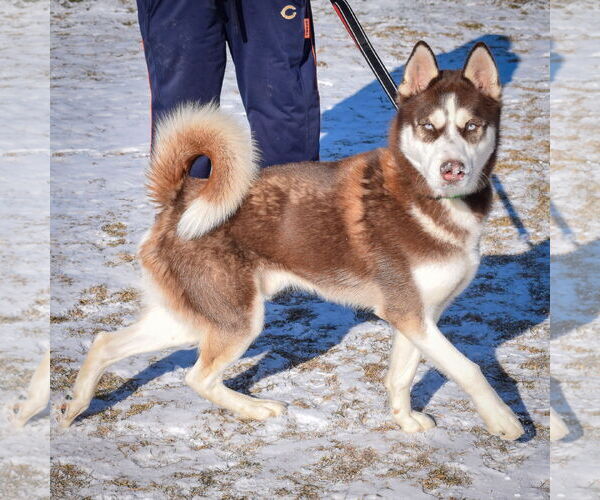 Medium Photo #2 - Mix Puppy For Sale in Huntley, IL, USA