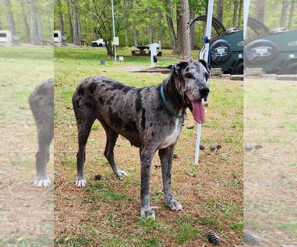 Medium Photo #4 Great Dane Puppy For Sale in Bullard, TX, USA