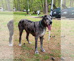 Small #3 Great Dane