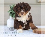 Small #3 Bernedoodle (Miniature)