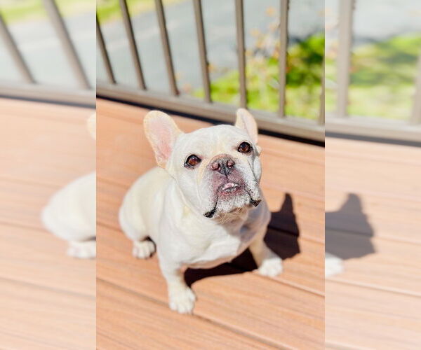 Medium Photo #5 French Bulldog Puppy For Sale in St. Louis Park, MN, USA