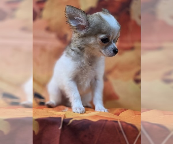 Medium Photo #9 Chihuahua Puppy For Sale in HOMERVILLE, GA, USA
