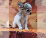 Small #8 Chihuahua